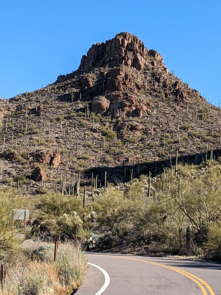 A large mountain with many many saguaro cacti.